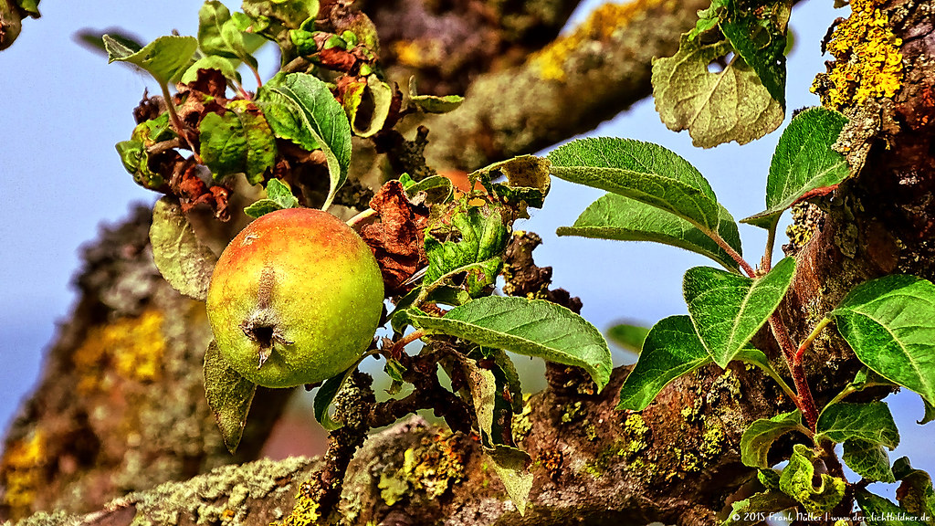 Apple tree/Apfelbaum