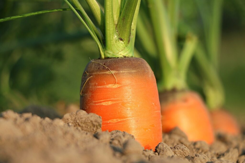 carrot growth vegetables 1565597