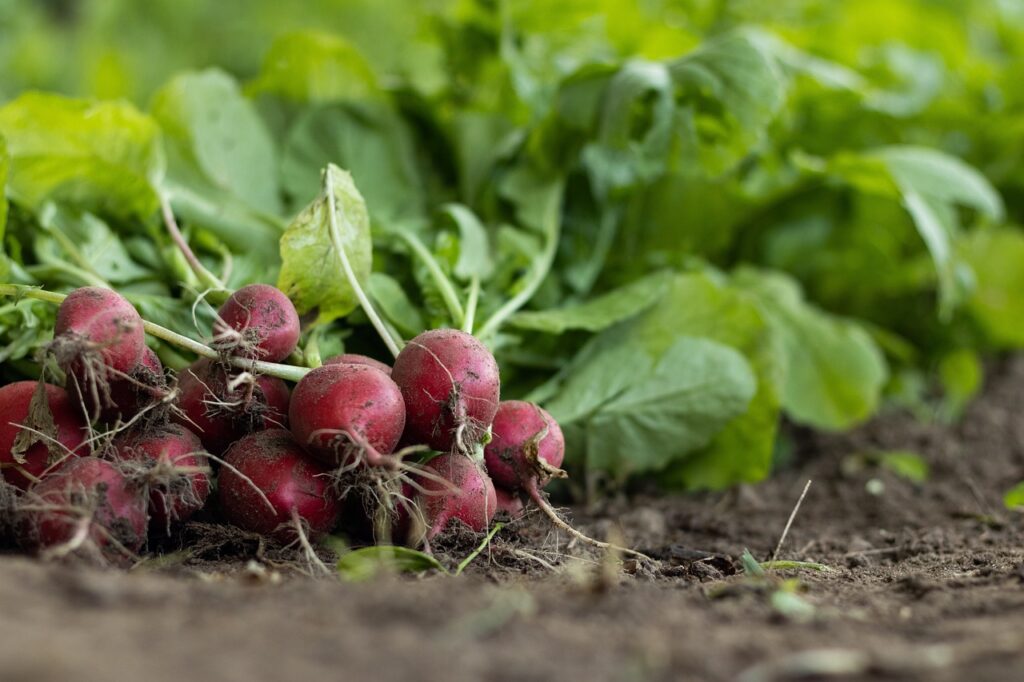 garden radish vegetables food 7300875