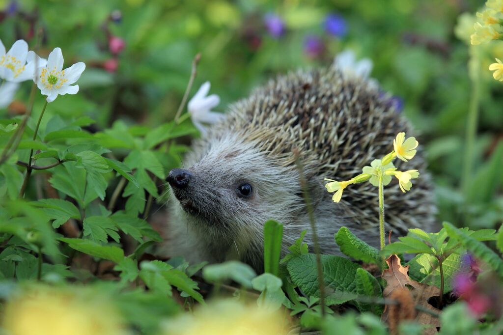 hedgehog animal plants rodent 548335