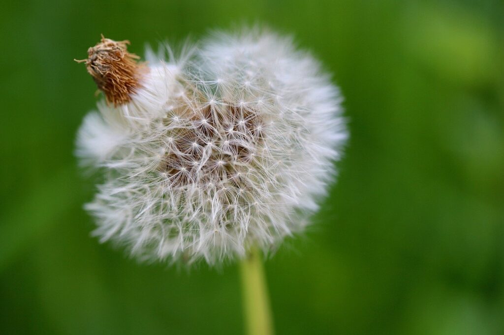 lwenzahn pusteblume fruchtstand 8758485