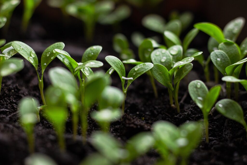 seedlings soil spring flowers bloom 7110591