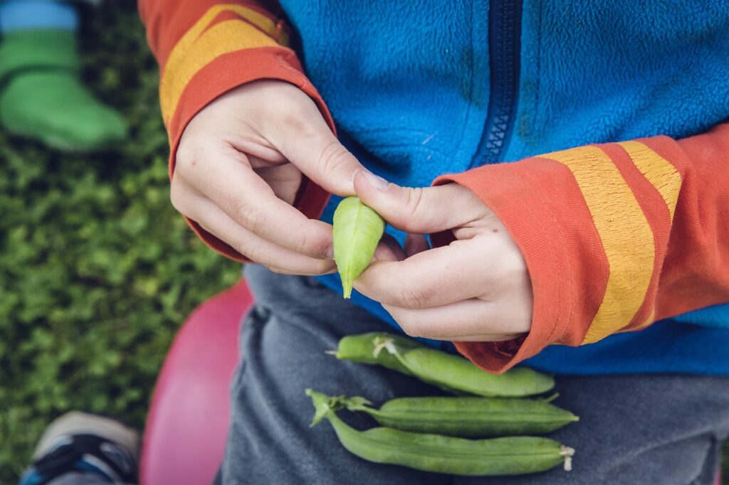 vegetables harvest cultivation 1666643