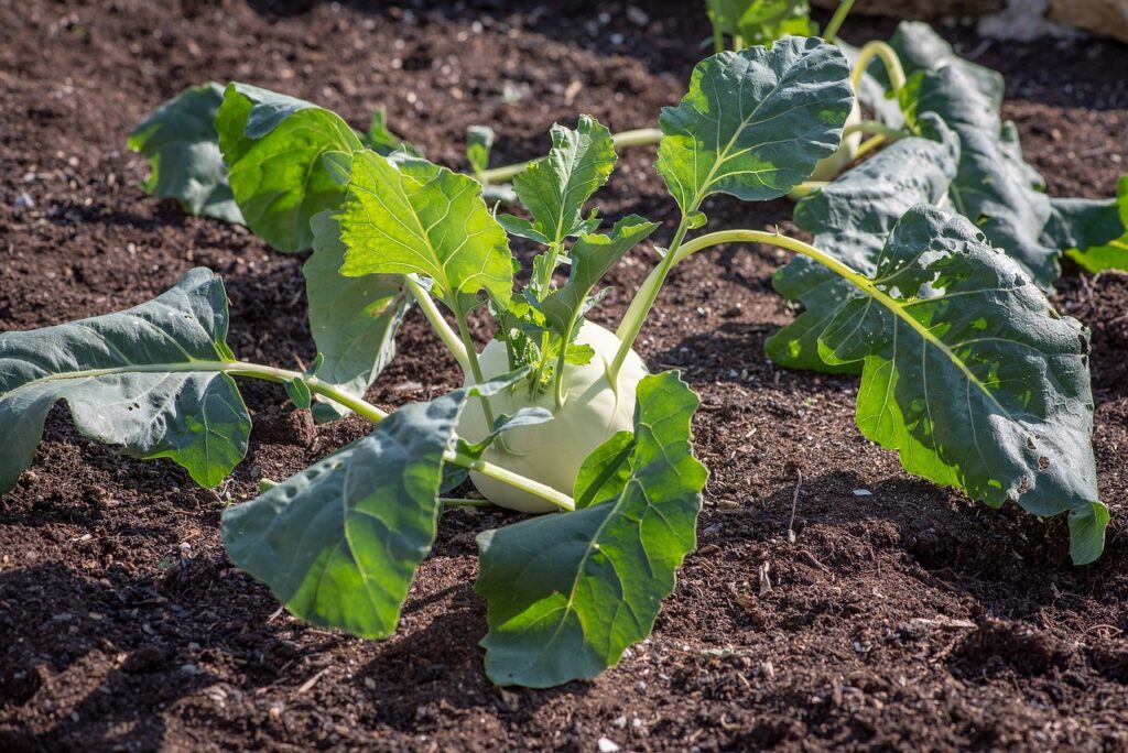 kohlrabi garden kitchen garden 4480127