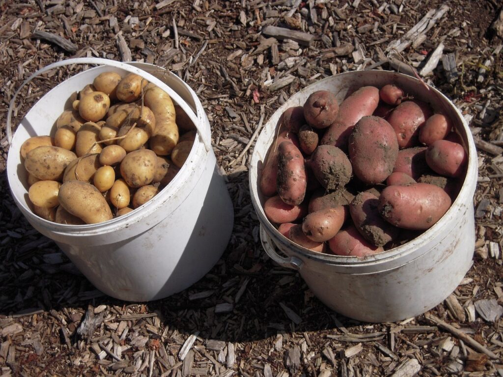 school garden potatoes harvest 1737314