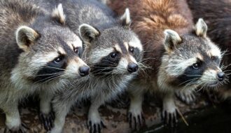 raccoons zoo nature wildlife 4398911