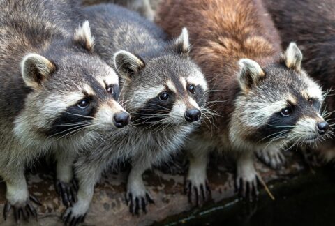 raccoons zoo nature wildlife 4398911