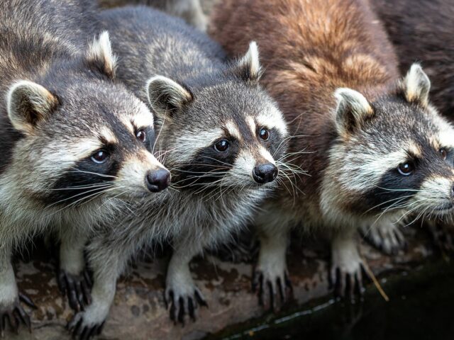 raccoons zoo nature wildlife 4398911